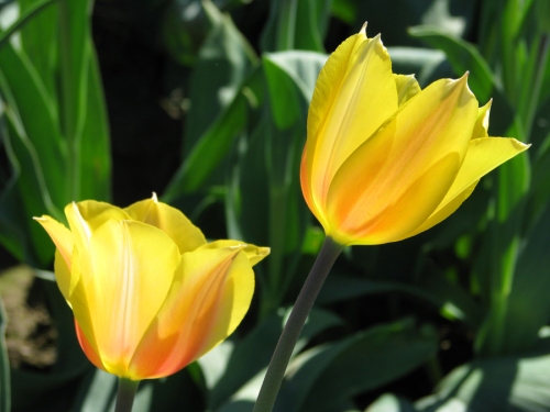 Tulips_yellow2