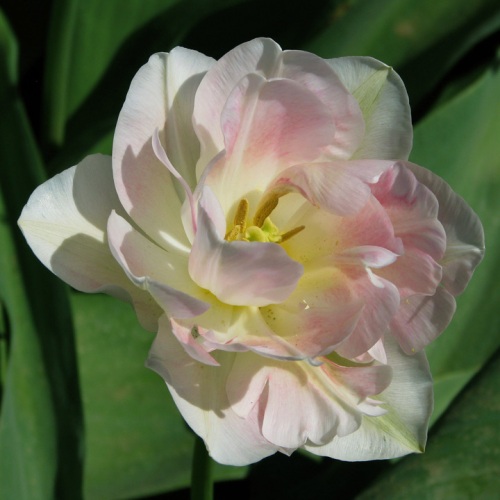Tulip_pinkblush
